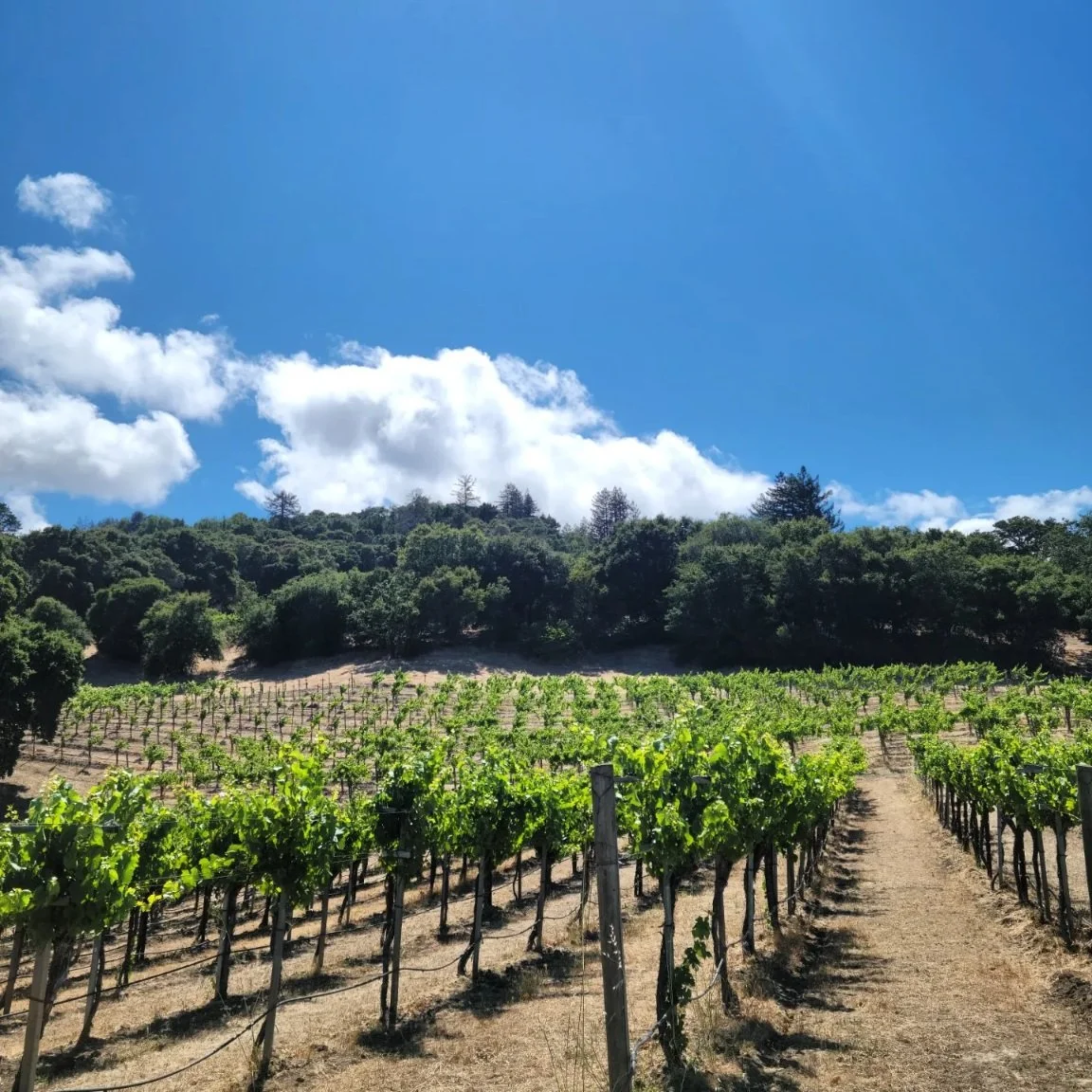 Rankoshi ITO Vineyard、Due Punti Vineyard Rankoshi ITO Vineyard、Due Punti Vineyard Grown with love